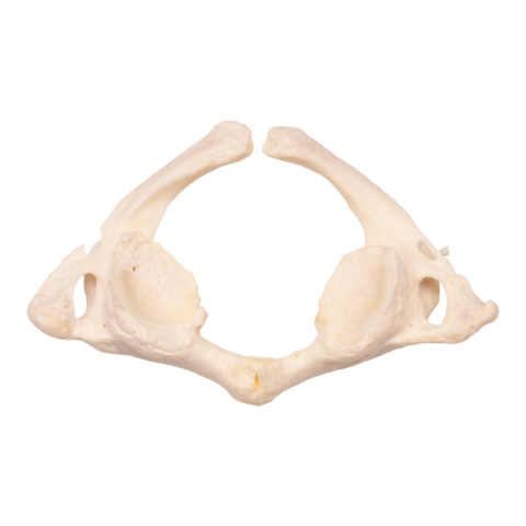 Real Research Quality Human Vertebrae