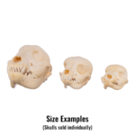 Real Domestic Dog Skull – Puppy