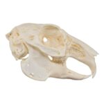 Real European Rabbit Skull