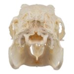 Real European Rabbit Skull