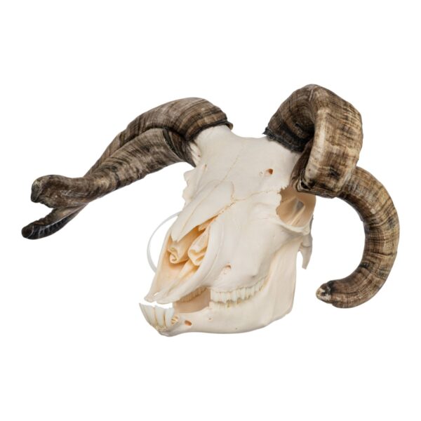 Real Four-horned Jacob Sheep Skull