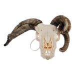 Real Four-horned Jacob Sheep Skull