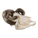 Real Four-horned Jacob Sheep Skull