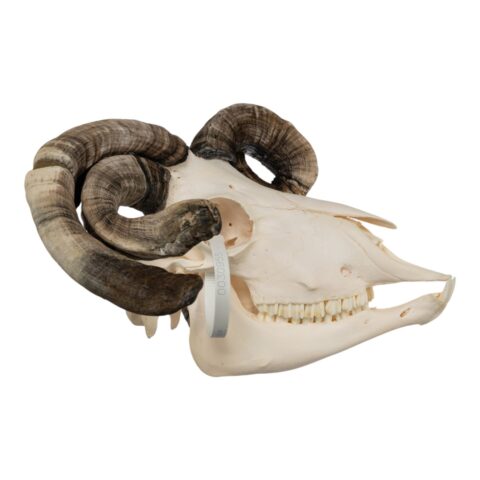 Real Four-horned Jacob Sheep Skull