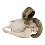 Real Four-horned Jacob Sheep Skull
