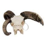 Real Four-horned Jacob Sheep Skull