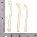 Real American River Otter Baculum – Single