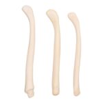 Real American River Otter Baculum – Single