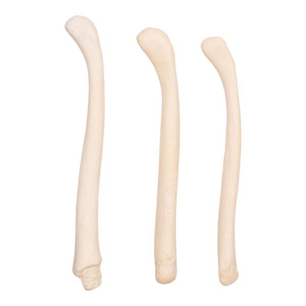 Real American River Otter Baculum – Single