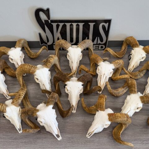 Real Domestic Ram Skull - Standard