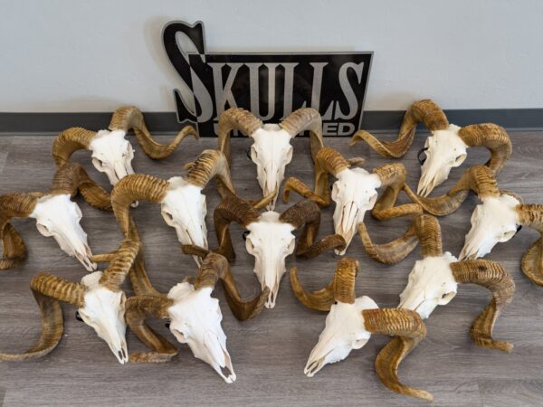Real Domestic Ram Skull – Standard