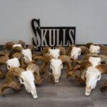 Real Merino Ram Skull – Premium