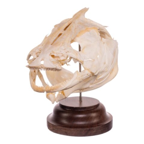 Real Catfish Skull on Stand - 3.1747 oz