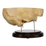 Real Human Partial Skull on Stand – 232 g