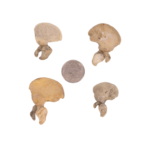 Real Research Quality Human Fetal Hip Bone (Innominate) – Single