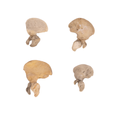 Real Research Quality Human Fetal Hip Bone (Innominate) - Single
