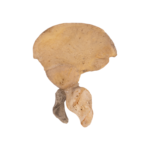 Real Research Quality Human Fetal Hip Bone (Innominate) – Single