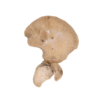 Real Research Quality Human Fetal Hip Bone (Innominate) – Single