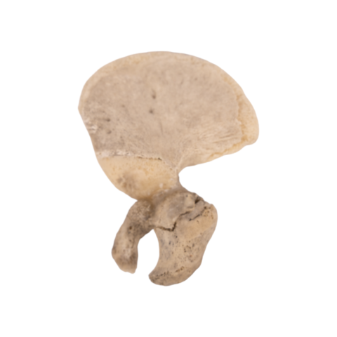Real Research Quality Human Fetal Hip Bone (Innominate) - Single