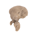 Real Research Quality Human Fetal Hip Bone (Innominate) – Single