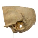Real Human Partial Skull on Stand – 202 g