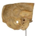 Real Human Partial Skull on Stand – 202 g