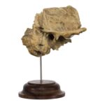 Real Human Articulated Temporal Bone on Stand – 60 g