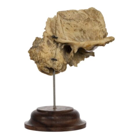 Real Human Articulated Temporal Bone on Stand - 60 g