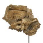 Real Human Articulated Temporal Bone on Stand – 60 g