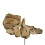 Real Human Articulated Temporal Bone on Stand – 60 g