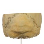 Real Human Partial Skull on Stand – 204 g