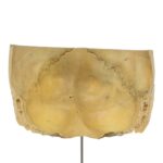 Real Human Partial Skull on Stand – 204 g