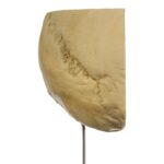 Real Human Partial Skull on Stand – 204 g