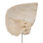 Real Human Partial Skull on Stand – 212 g
