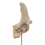 Real Human Partial Skull on Stand – 212 g