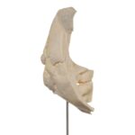Real Human Partial Skull on Stand – 212 g