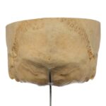 Real Human Partial Skull on Stand – 222 g