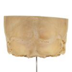 Real Human Partial Skull on Stand – 222 g
