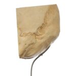 Real Human Partial Skull on Stand – 222 g