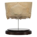 Real Human Partial Skull on Stand – 220 g