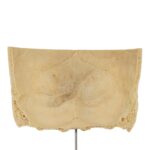 Real Human Partial Skull on Stand – 220 g