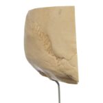 Real Human Partial Skull on Stand – 220 g