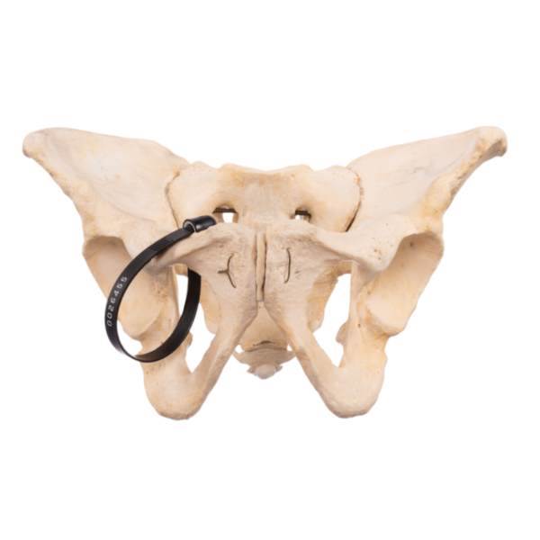 Real Human Pelvis, Sacrum, and Coccyx – Articulated