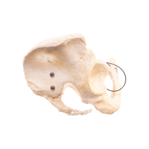 Real Human Pelvis, Sacrum, and Coccyx - Articulated