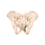 Real Human Pelvis, Sacrum, and Coccyx – Articulated