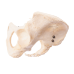Real Human Pelvis, Sacrum, and Coccyx – Articulated