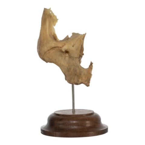 Real Human Partial Skull on Stand - 54 g