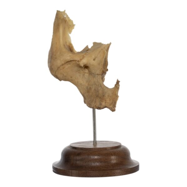 Real Human Partial Skull on Stand – 54 g
