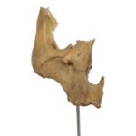 Real Human Partial Skull on Stand – 54 g