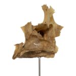 Real Human Partial Skull on Stand – 54 g